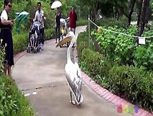 Pimp Pelican