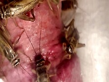 Crickets Feast On Molasses Flavored Cock Part 1