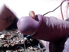 Snail On Glans During Estim And Cumshot