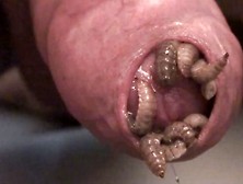 Bsf Maggots Under Foreskin