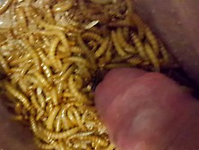 Mealworms