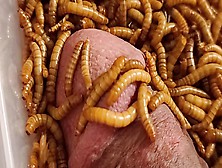500 Plus Meal Worm Lunch On Cock